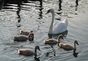 Gower Pre-Meet at Slimbridge